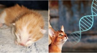 In China, they created a clone of a cat using only their own equipment (3 photos)