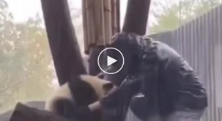 A stubborn panda made the zoo staff climb a tree in a downpour