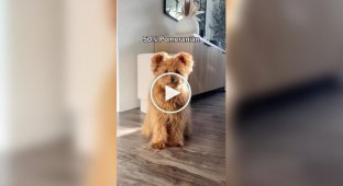 Очаровательный пес породы Помапу