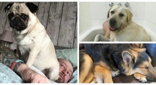 30 pets who have never heard of "personal space" (31 photos)