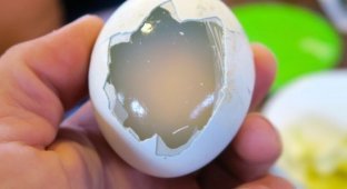 Вот как выглядят варенные пингвиньи яйца (4 фото)
