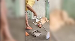 «Цього не викидаємо»: пес врятував свого молодшого товариша від господарки