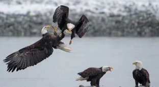 Bald eagles attack Alaska residents (3 photos)