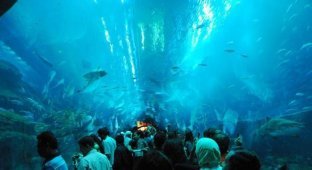 The world's largest shark aquarium burst (15 photos)