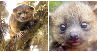 Olinguito - the mysterious miracle of the foggy forests of Ecuador (7 photos + 1 video)