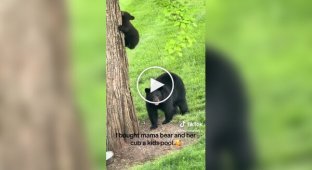 Woman put a pool in the garden for a bear with cubs