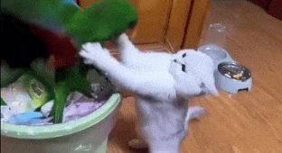 Класні гіфки. Випуск 2727