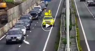 Лебедь устроил пробку на A27 под Горинхемом