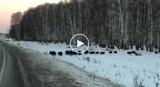 Good herd, crossing the road in a disciplined manner