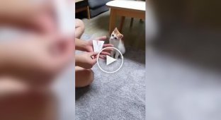 Реакции кошек на фокусы