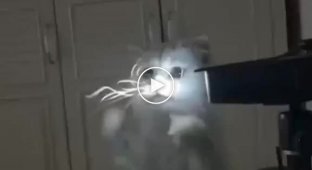 Light-eating cat