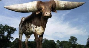Рогатая подборка: животные, которых природа наградила огромными и необычными рогами (13 фото)