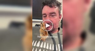 Curious chicken climbed into its owner's mouth