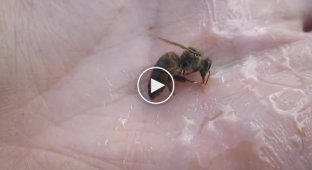 Реанимация пчелиной матки