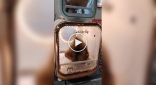 Сушилка для домашних животных, которая не терпит ошибок
