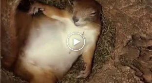 4 прекрасных малыша у белки