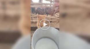Коты пьют молоко из-под коровы
