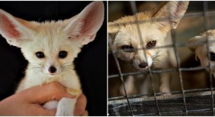 Why you shouldn’t keep fennec cats as pets (5 photos + 1 video)