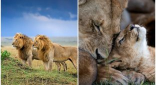 Цари зверей на грани вымирания: потрясающие снимки африканских львов (13 фото)