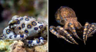 A selection of extremely poisonous animals that are best avoided (13 photos)
