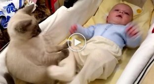 The cat tries to soothe the leg of a small child