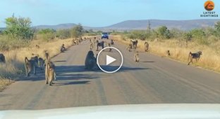 50 бабуинов напали на леопарда посреди дороги