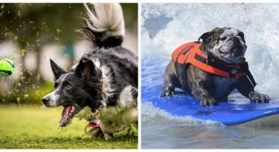 Собаки, которые любого вдохновят на спортивные подвиги (21 фото)