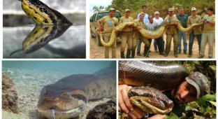 Пост восторга и восхищения самой большой змеей - анакондой (18 фото + 1 видео)