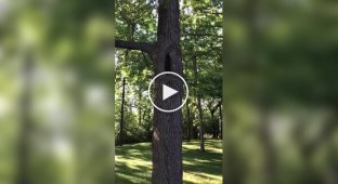 A girl tries to feed a raccoon