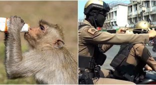 Gangs of monkeys terrorize a Thai city (10 photos + 2 videos)