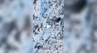 An eagle stole a drone in flight while filming and took a selfie