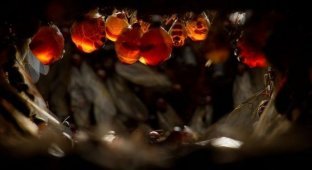 Медовые муравьи (9 фото)