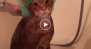 A cat with a Nordic character takes a bath