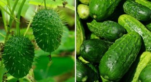Как выглядели фрукты и овощи до того, как человек изменил их с помощью селекции (11 фото)