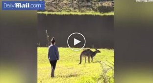 Kangaroo scared tourist who wanted to pet him