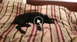 Пес спорит с хозяином за спальное место