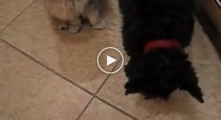 The cat steals cookies and shares them with the dog