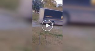 Актеры без «Оскара»: на видео сняли коз, «падающих в обморок» от испуга