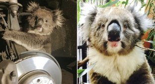 Самка коалы залезла в колёсную арку внедорожника и проехала 16 километров (4 фото + 1 видео)