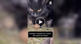 In the US, a cat and chickens shared a hen house
