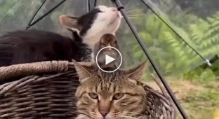 Little feathered alarm clock