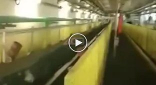 An unusual guest wandered into the Sakhalin coal conveyor