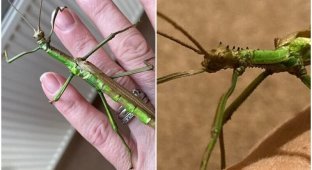 Ученые впервые нашли "двуполого" жука-палочника (8 фото)