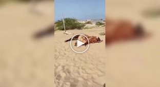 A horse that sleeps like a human was found in Egypt