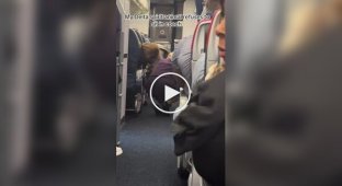 A Fat Cat Escaped from Its Owner to First Class on an Airplane