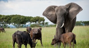 An amazing story of how a female elephant, raised by buffaloes, led their herd and has been ruling for 40 years (5 photos)
