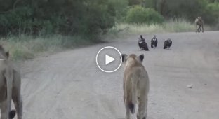 Необычная встреча на дороге в Африке