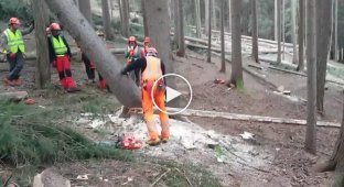 Lumberjack skillfully felling a tree