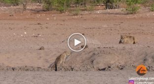 A lioness's unsuccessful hunt for a female leopard was caught on video