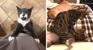 15 котов, которые давно дали понять владельцам, кто в доме хозяин (16 фото)